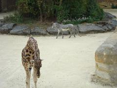 149 BIO PARC DE DOUE LA FONTAINE 2- 2016_000027